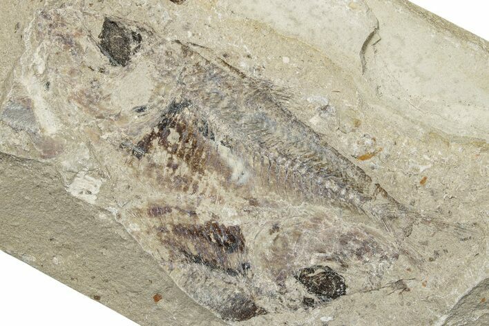 Cretaceous Fossil Fish (Armigatus) - Lebanon #251372